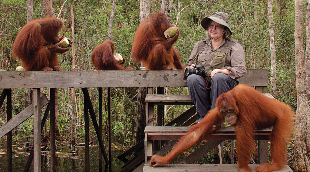 Dr Galdikas with some orangutans at Camp Leakey