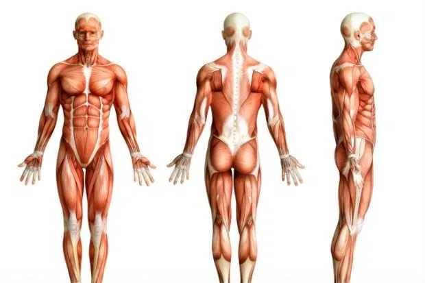tres cuerpos posicion anatomica
